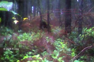 Photo of a dark figure moving thru the forest 